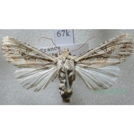 Lacanobia blenna (Hübner, 1824) France67k